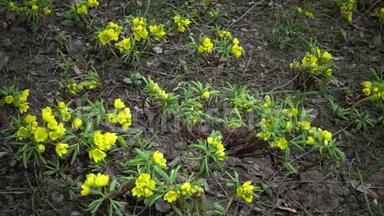 视频滑块。 裸子植物-昙花一现的花，野生黄色的初花。 从乌克兰红皮书中难得看到。